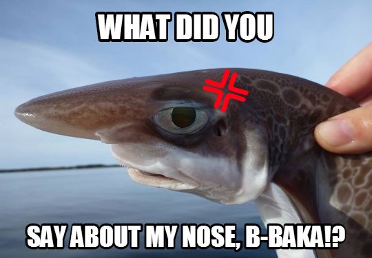 nose shark