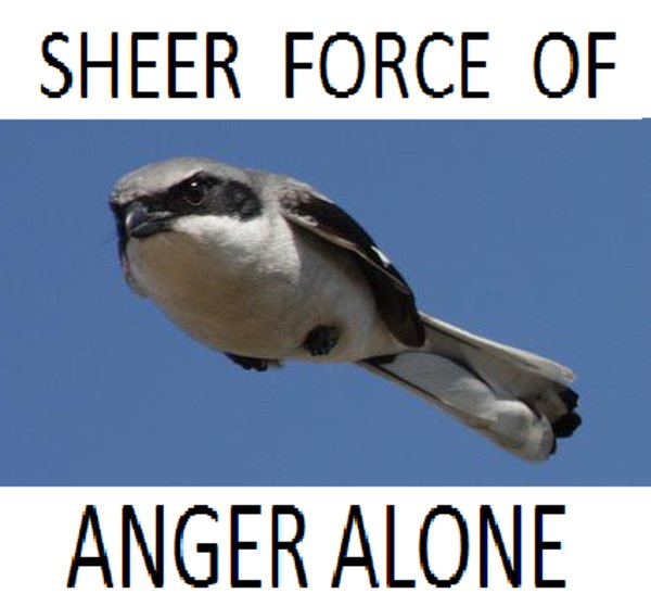 angry bird meme.